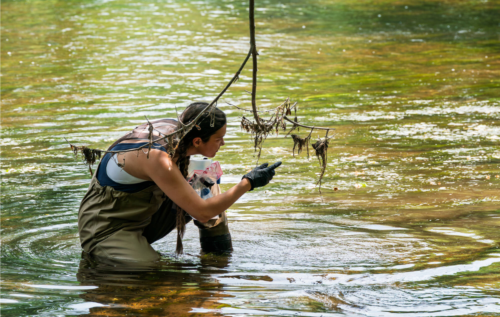 Graduate student majoring in biology Addison Plummer searches for long-jawed orb weaver spiders in the Flat River near Burch Field in Lowell on June 26. (Photo releases on file)